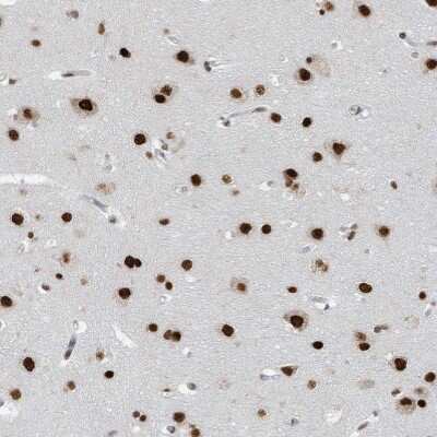 Immunohistochemistry-Paraffin: KHSRP Antibody [NBP1-84719] - Staining of human cerebral cortex shows strong nuclear positivity in neuronal cells.