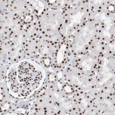 Immunohistochemistry-Paraffin: KHSRP Antibody [NBP1-84719] - Staining of human kidney shows strong nuclear positivity in cells in tubules and cells in glomeruli.