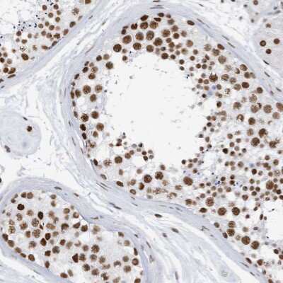 Immunohistochemistry-Paraffin: KHSRP Antibody [NBP1-84719] - Staining of human testis shows strong nuclear positivity in cells in seminiferous ducts.