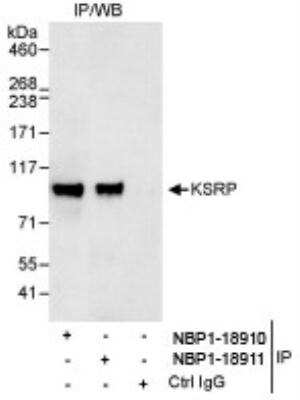 Immunoprecipitation: KHSRP Antibody [NBP1-18911] - Whole cell lysate (1 mg for IP, 20% of IP loaded) from HeLa cells. Affinity purified rabbit anti-KSRP antibody  used for IP at 3 mcg/mg lysate. KSRP was also immunoprecipitated by rabbit anti-KSRP antibody NBP1-18910, which recognizes an upstream epitope.