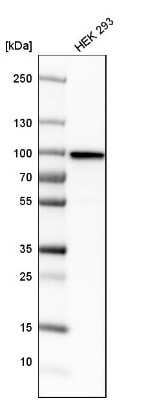 Western Blot: KHSRP Antibody [NBP1-84719] - Analysis in human cell line HEK 293.