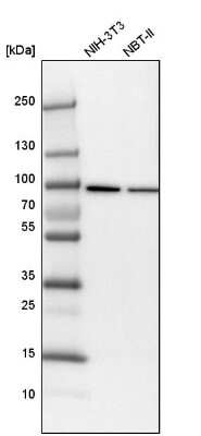 Western Blot: KHSRP Antibody [NBP1-84719] - Analysis in mouse cell line NIH-3T3 and rat cell line NBT-II.