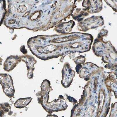 Immunohistochemistry KIAA0040 Antibody - BSA Free