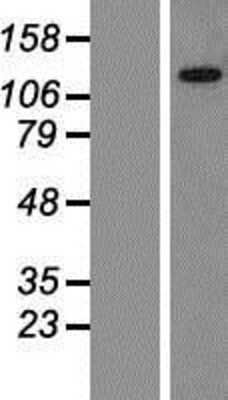 Western Blot BICRAL Overexpression Lysate