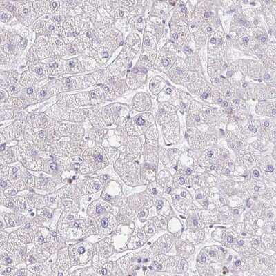 Immunohistochemistry-Paraffin: KIAA0284 Antibody [NBP2-31739] - Staining of human liver shows low expression as expected.
