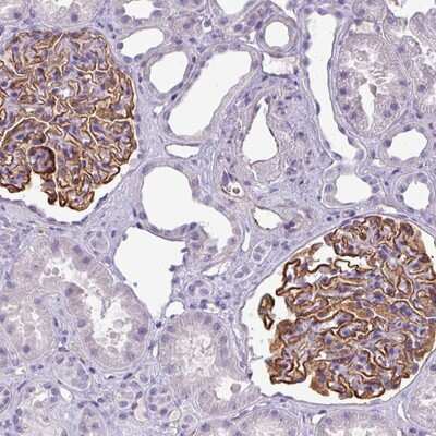 Immunohistochemistry-Paraffin AREL1 Antibody - BSA Free