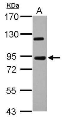 Western Blot AREL1 Antibody
