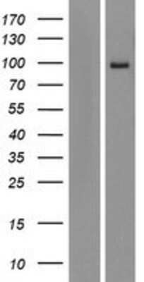Western Blot: AREL1 Overexpression Lysate [NBP2-08573] -  Left-Empty vector transfected control cell lysate (HEK293 cell lysate); Right -Over-expression Lysate for KIAA0317.