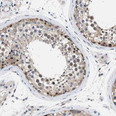 Immunohistochemistry-Paraffin: KIAA0355 Antibody [NBP1-90943] - Staining of human testis shows moderate cytoplasmic positivity in cells in seminiferous ducts.