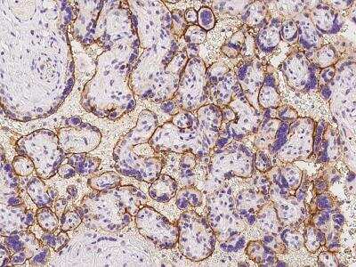 Immunohistochemistry-Paraffin KIAA0355 Antibody - BSA Free