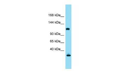 Western Blot KIAA0355 Antibody - BSA Free