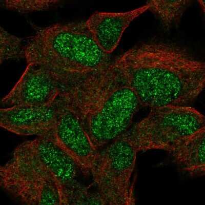 Immunocytochemistry/ Immunofluorescence KIAA0408 Antibody - BSA Free