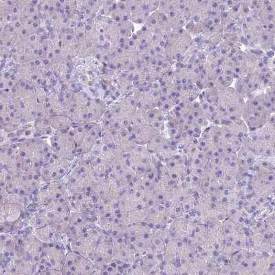 Immunohistochemistry-Paraffin KIAA0408 Antibody - BSA Free