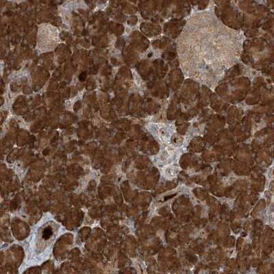 Immunohistochemistry-Paraffin: KIAA0556 Antibody [NBP1-90912] - Staining of human pancreas shows strong cytoplasmic positivity in exocrine glandular cells.