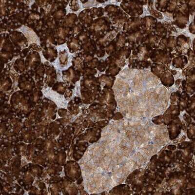 Immunohistochemistry-Paraffin: KIAA0556 Antibody [NBP1-91006] - Staining of human pancreas shows strong cytoplasmic positivity in exocrine glandular cells.