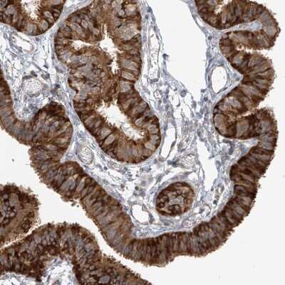 Immunohistochemistry-Paraffin: KIAA0556 Antibody [NBP1-91006] - Staining of human fallopian tube shows high expression.