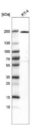 Western Blot: VWA8 Antibody [NBP2-30596] - VWA8 Analysis in human cell line RT-4.