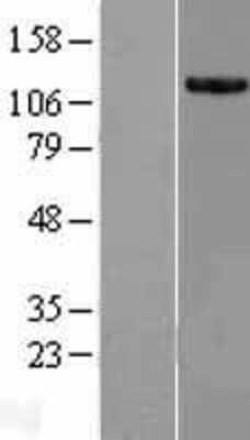 Western Blot: KIAA0564 Overexpression Lysate (Adult Normal) [NBL1-12251] Left-Empty vector transfected control cell lysate (HEK293 cell lysate); Right -Over-expression Lysate for KIAA0564.