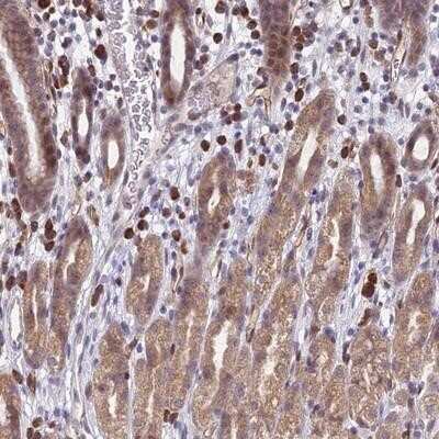 Immunohistochemistry-Paraffin PPP1R26 Antibody - BSA Free