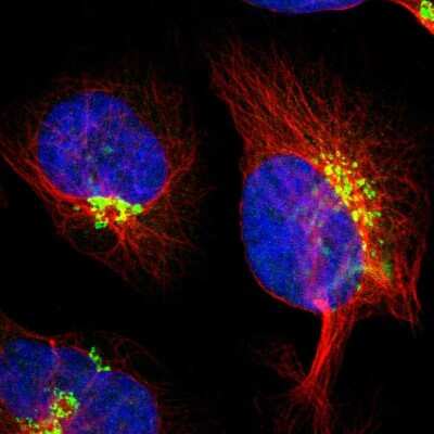 Immunocytochemistry/Immunofluorescence: KIAA1024 Antibody [NBP1-90947] - Staining of human cell line U-2 OS shows localization to the Golgi apparatus. Antibody staining is shown in green.