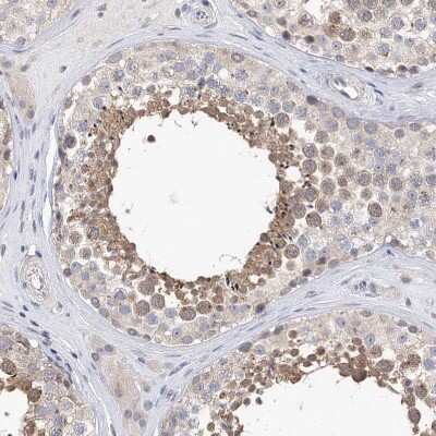 Immunohistochemistry-Paraffin: KIAA1109/FSA Antibody [NBP1-82145] - Staining of human testis shows moderate cytoplasmic positivity in cells in seminiferous ducts.