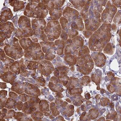 Immunohistochemistry-Paraffin: KIAA1143 Antibody [NBP1-92051] - Staining of human pancreas shows strong cytoplasmic positivity in exocrine glandular cells.