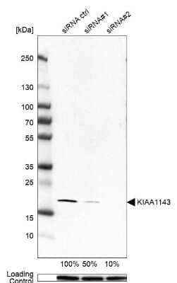 Western Blot KIAA1143 Antibody - BSA Free