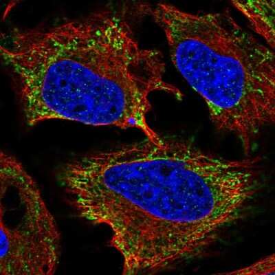 Immunocytochemistry/ Immunofluorescence Myogenesis-Regulating Glycosidase Antibody - BSA Free