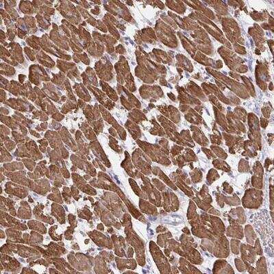Immunohistochemistry-Paraffin Myogenesis-Regulating Glycosidase Antibody - BSA Free