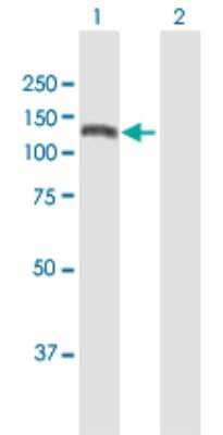 Western Blot: KIAA1199 Antibody [H00057214-B01P] - Analysis of KIAA1199 expression in transfected 293T cell line by KIAA1199 polyclonal antibody.  Lane 1: KIAA1199 transfected lysate(109.12 KDa). Lane 2: Non-transfected lysate.