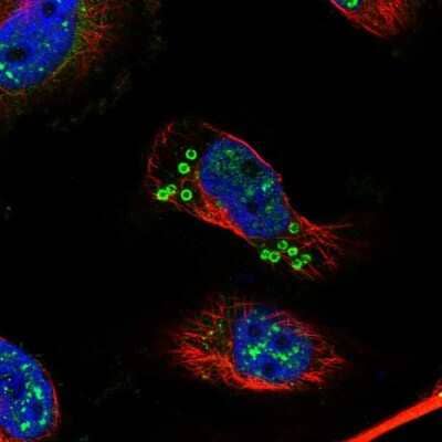 Immunocytochemistry/Immunofluorescence: KIAA1328 Antibody [NBP1-90892] - Staining of human cell line U-251 MG shows localization to nuclear speckles & lipid droplets.