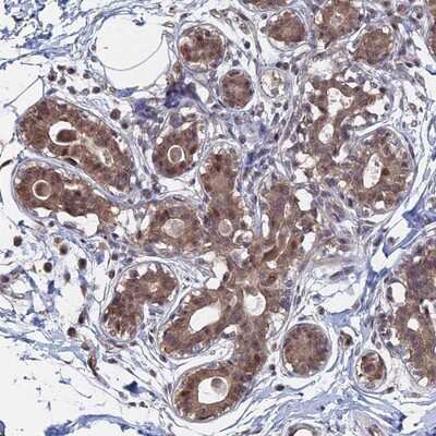 Immunohistochemistry-Paraffin: KIAA1328 Antibody [NBP1-90892] - Staining of human breast shows moderate cytoplasmic and nuclear positivity in glandular cells.