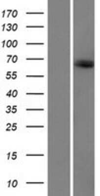 Western Blot: KIAA1328 Overexpression Lysate (Adult Normal) [NBP2-06613] Left-Empty vector transfected control cell lysate (HEK293 cell lysate); Right -Over-expression Lysate for KIAA1328.