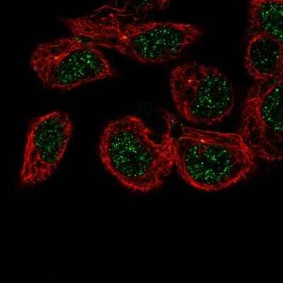 Immunocytochemistry/Immunofluorescence: KIAA1543 Antibody [NBP2-55757] - Staining of human cell line Hep G2 shows localization to nucleoplasm & centrosome.