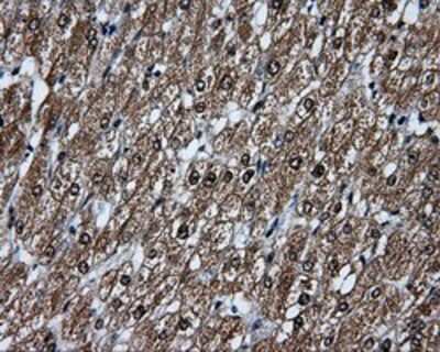Immunohistochemistry-Paraffin: KIAA1609 Antibody (5D9) [NBP2-02352] - Staining of paraffin-embedded liver tissue using anti-KIAA1609 mouse monoclonal antibody.