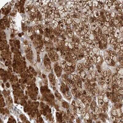 Immunohistochemistry-Paraffin KIAA1614 Antibody - BSA Free