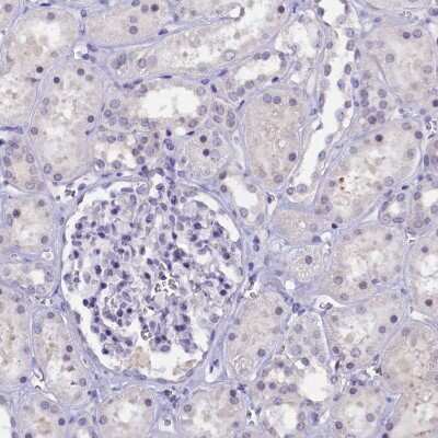 Immunohistochemistry-Paraffin: KIAA1683 Antibody [NBP1-85833] - Staining of human kidney shows low expression as expected.
