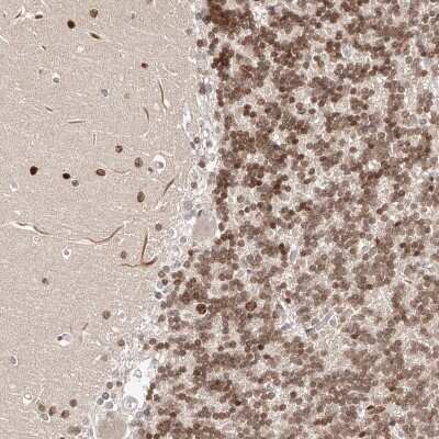 Immunohistochemistry-Paraffin: KIAA2018 Antibody [NBP1-86363] - Staining of human cerebellum shows nuclear positivity in cells in molecular and granular layer.