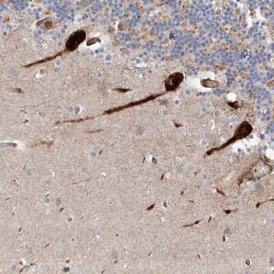 Immunohistochemistry-Paraffin: KIAA2018 Antibody [NBP1-86364] - Staining of human cerebellum shows nuclear and cytoplasmic positivity in Purkinje cells.