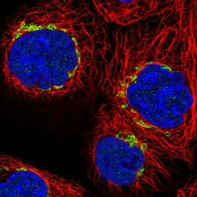 Immunocytochemistry/Immunofluorescence: KIBRA Antibody [NBP1-92052] - Staining of human cell line A-431 shows localization to the Golgi apparatus. Antibody staining is shown in green.