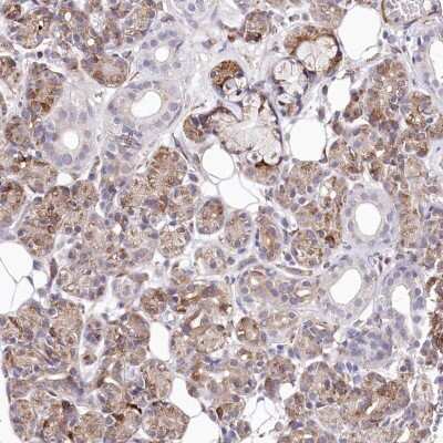 Immunohistochemistry-Paraffin: KIBRA Antibody [NBP1-92052] - Staining of human salivary gland shows moderate cytoplasmic positivity in glandular cells.