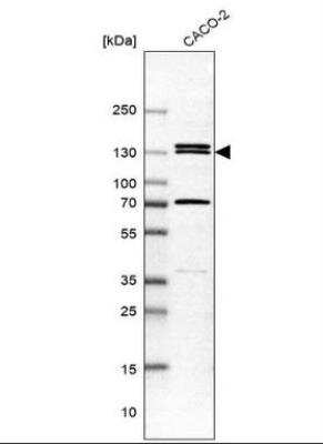 Western Blot: KIBRA Antibody [NBP1-92052] - Analysis in human cell line CACO-2.