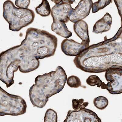 Immunohistochemistry-Paraffin KIF1-binding protein Antibody - BSA Free