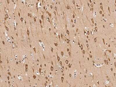 Immunohistochemistry-Paraffin: KIF1-binding protein Antibody [NBP2-97110] - Immunochemical staining of human KIF1-binding protein in human brain with rabbit polyclonal antibody (1:2000, formalin-fixed paraffin embedded sections).
