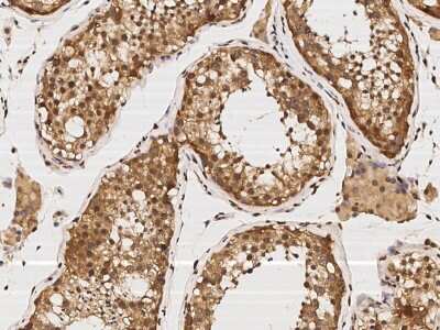 Immunohistochemistry-Paraffin: KIF1-binding protein Antibody [NBP2-97110] - Immunochemical staining of human KIF1-binding protein in human testis with rabbit polyclonal antibody (1:2000, formalin-fixed paraffin embedded sections).