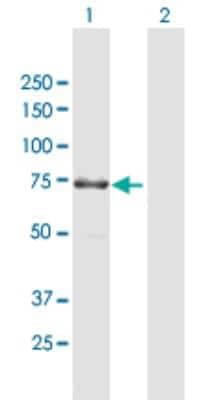 Western Blot KIF1-binding protein Antibody - Azide and BSA Free