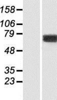 Western Blot: KIF1-binding protein Overexpression Lysate (Adult Normal) [NBP2-07140] Left-Empty vector transfected control cell lysate (HEK293 cell lysate); Right -Over-expression Lysate for KIF1-binding protein.