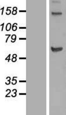 Western Blot: KIF12 Overexpression Lysate (Adult Normal) [NBL1-12285] Left-Empty vector transfected control cell lysate (HEK293 cell lysate); Right -Over-expression Lysate for KIF12.