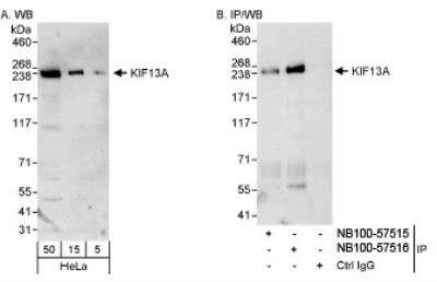 Western Blot: KIF13A Antibody [NB100-57515] - Human KIF13A on HeLa whole cell lysate using NB100-57515. KIF13A was also immunoprecipitated by rabbit anti-KIF13A antibody NB100-57516.