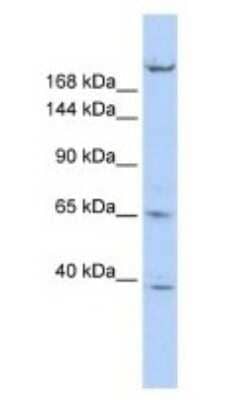 Western Blot KIF13B Antibody - BSA Free